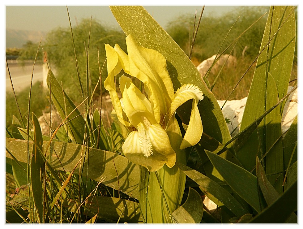 Iridaceae pugliesi